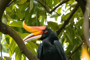 Close up of a  Rhinoceros hornbill Perching on a Tree in Malaysia
