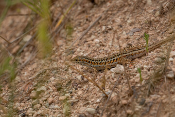 A well-camouflaged lizard with intricate orange and black patterns blends into the rocky terrain. Its slender body and alert eyes reflect its agility, perfectly adapted to the arid wilderness.