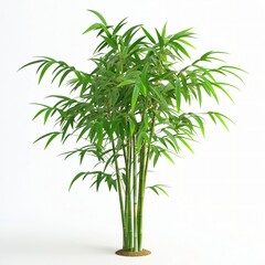 Fototapeta premium Lush Green Bamboo Plant with Vibrant Leaves Against White Background
