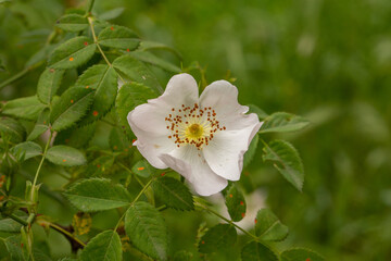 Blooming yellow bladder-senna flower on a summer sunny day macro photo. Wildflower with yellow petals in the meadow close-up photo.	

