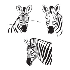 Zebra animal design 