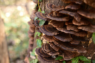 木の幹に生えた茶色いキノコ