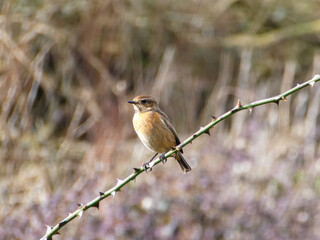 female Stonechat  saxicola rubicola perched on a bramble with a blurred background