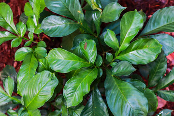 Lush Green Tropical Plant Closeup With Vibrant Foliage Detailing Natural Growth Patterns And