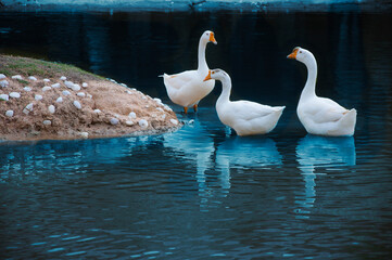 Geese swimming and foraging near the bank of a tranquil pond at afternoon light