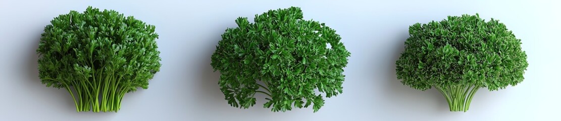 Obraz premium Three Bunches of Parsley