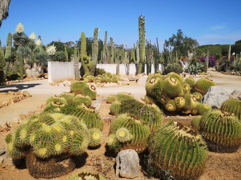 Botanicactus,Maiorca