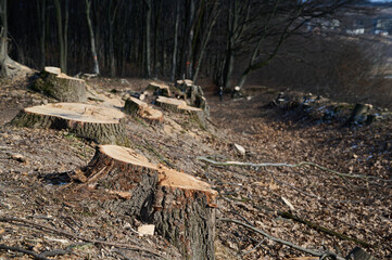 Tree stumps scattered across the ground demonstrate the aftermath of deforestation in a forested landscape.