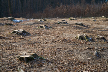 Several tree stumps are scattered across a clearing, revealing the harsh effects of deforestation in winter.