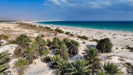 Stunning Socotra landscape featuring sandy beaches and vibrant palm trees under a clear sky