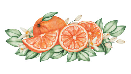 Watercolor illustration. Hand painted oranges, grapefruits, tangerines with green leaves and flowers. Cut in half, slice, whole citrus fruits. Fresh juice ingredient. Food. Isolated clip art