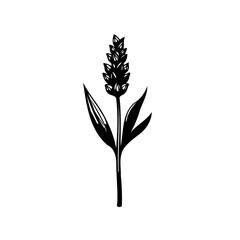 Monochrome Lavander Flower Simple Illustration