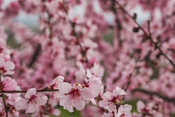 Close-up of pink almond blossoms in the Palatinate