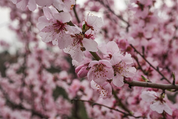 Close-up of pink almond blossoms in the Palatinate