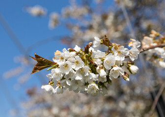 Branch full of cherry blossoms