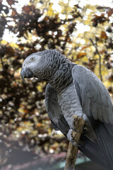 Fototapeta premium African Grey Parrot Perched on a Branch in Natural Habitat