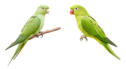 Fototapeta premium Green parrot isolated on transparent background.