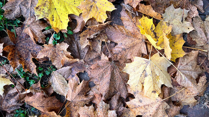 Seasonal background featuring scattered brown and yellow maple leaves. Perfect for autumn-themed designs, nature concepts, and seasonal decorations.