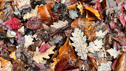 Close-up of wet oak leaves in shades of orange, brown, and red after rainfall. A natural autumn scene with moisture enhancing the rich seasonal tones.