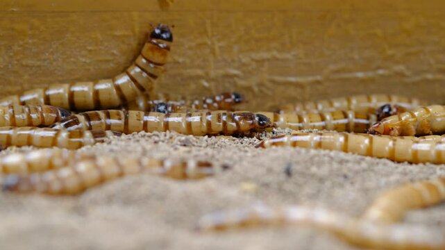 King mealworm (zophobas morio) is a popular feed ingredient that is widely used to give to reptiles, songbirds and other poultry.