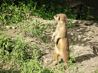 Guarding Meerkat or Suricata Mongoose Animal