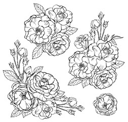 Set of bouquet of roses in outline style isolated on white background. Vector illustration. Perfect for t-shirt, invitation, greeting card, postcard, print, fashion design.