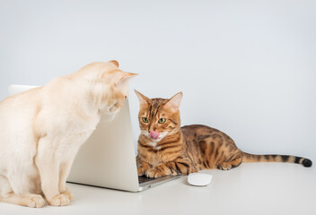 Bengal cat working on computer.