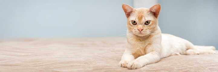 The cat lies on the bed.