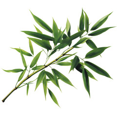 Bamboo branch with green leaves isolated on a white background for natural and botanical themes isolated on transparent background..