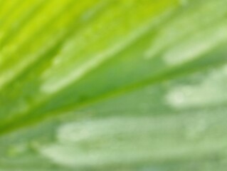 Blurred or defocused green leaf background
