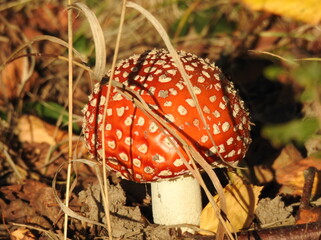 muchomor © Krzysztof