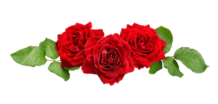 Red rose flowers in a festive arrangement isolated on white or transparent background. Floral wreath.