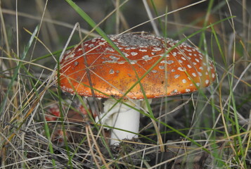muchomor © Krzysztof