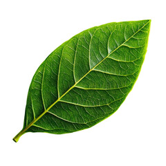 Obraz premium Green leaf with intricate details on a solid black background for nature and botanical themes isolated on transparent background..