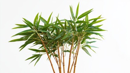 Fototapeta premium Tropical Bamboo Plant with Tall Slender Stalks and Lush Green Foliage for Natural and Exotic Decor