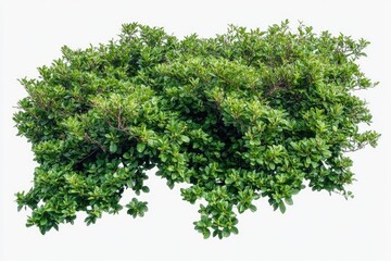 Lush green shrub isolated on white background (1)