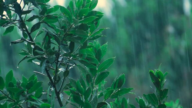 Pouring rain on a laurel tree leaves