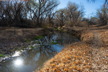 A small river flowing past a grove of trees in the morning light