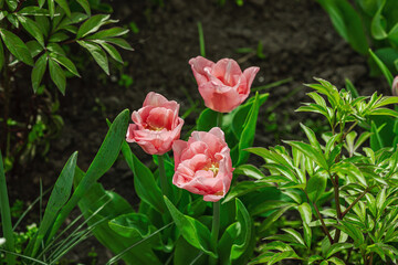 Blooming tulips grow in the garden. Spring gardening, outdoor concept background, floral style
