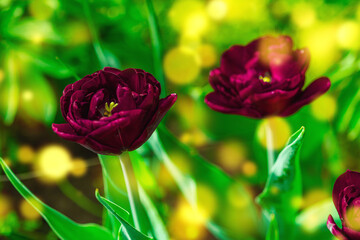 Blooming tulips grow in the garden. Spring gardening, outdoor concept background, floral style