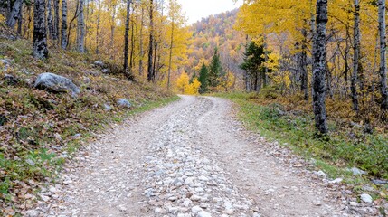 Obraz premium Autumn forest road winding through colorful trees. Possible use Stock photo for nature travel