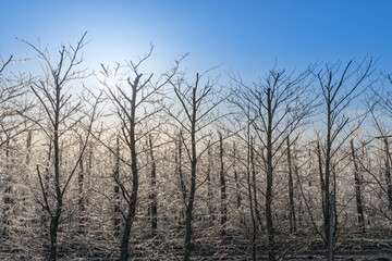Apple trees coated with ice for freeze damage protecton
