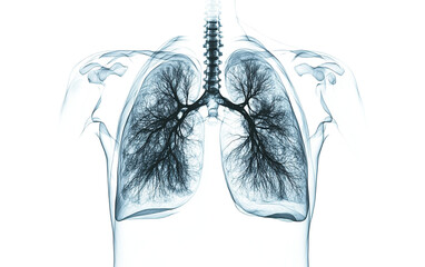 High-resolution X-ray image on transparent or white background,png