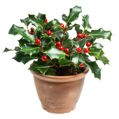 A Decorative Potted Holly Plant with Bright Red Berries Isolated on Transparent Background