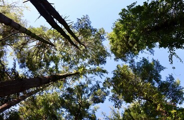 A view of the tall pine trees in the forest,