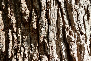 A close view of the tree bark surface.