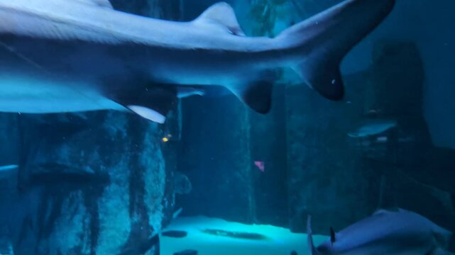 Les requins, les pr&eacute;dateurs les plus redoutables des mers et oc&eacute;ans. L&rsquo;Aquarium de Londres, 2025.