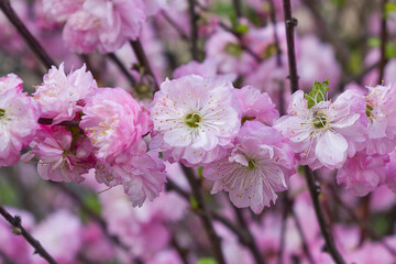 Pink flowers of ornamental almond close-up. Spring blossoming almond bush