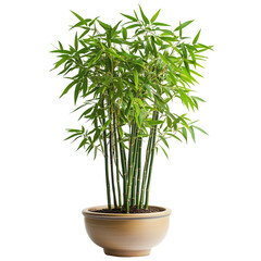A Lush Green Potted Bamboo Plant with Cascading Leaves Isolated on Transparent Background