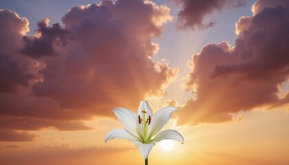 single white lily with glowing sunset sky, memorial funeral background, spiritual remembrance scene, peaceful tribute and condolence design